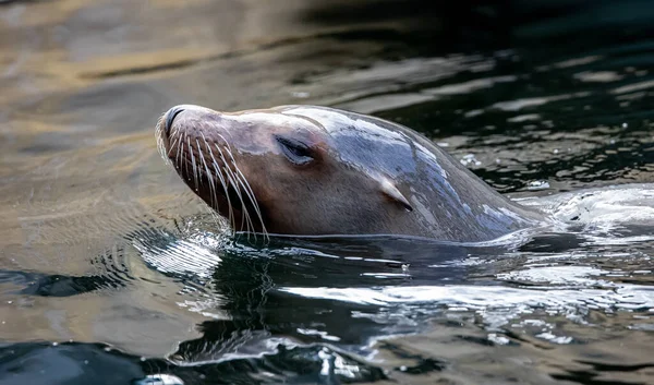 一只游泳海豹把头伸出水面的特写镜头 — 图库照片