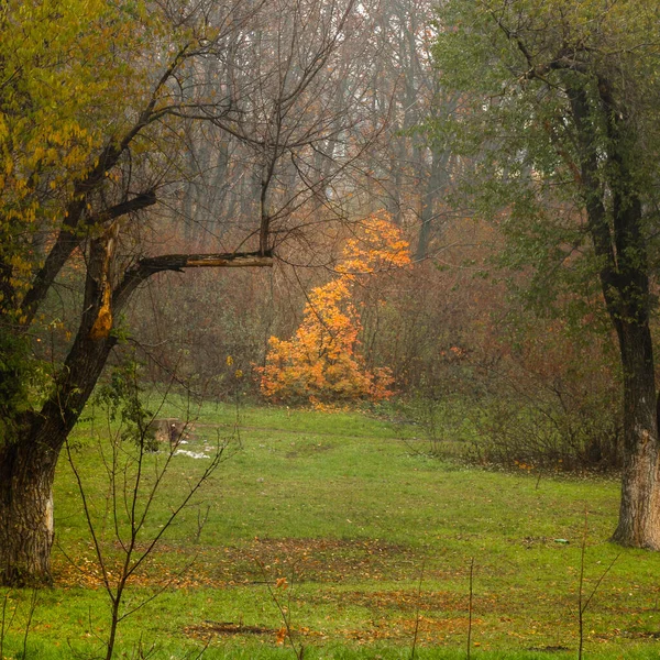モルドバのチシナウで霧の日の秋の森 — ストック写真