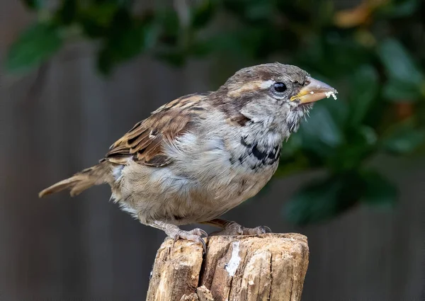 Closeup Shot Brown Sparrow Bird Wooden Pole — Stock Photo, Image