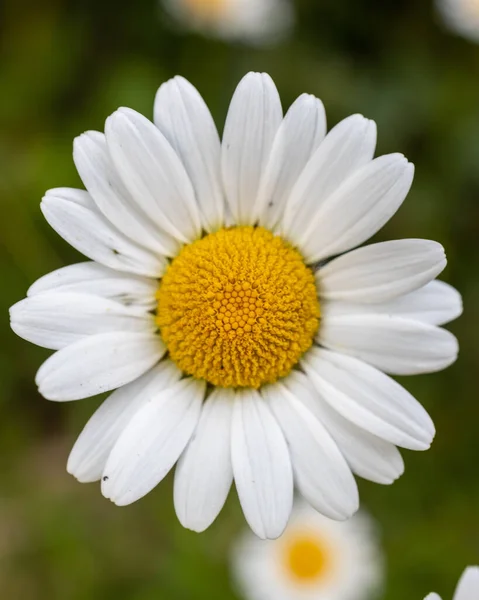 Selektiv Närbild Tusensköna Blomma Ett Fält — Stockfoto