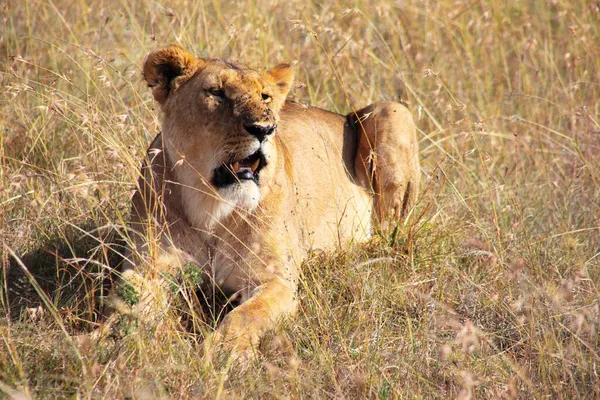 Μια Γραφική Θέα Ενός Λιονταριού Στην Κένυα — Φωτογραφία Αρχείου