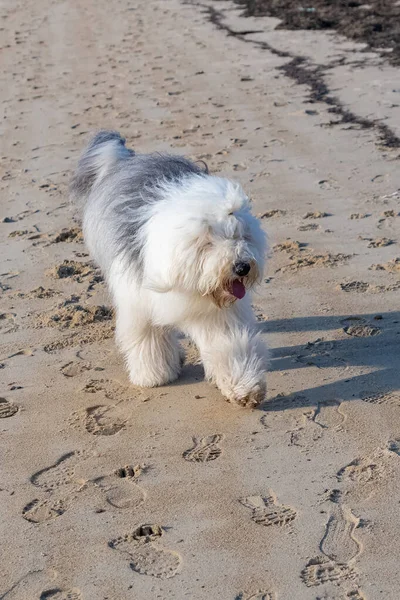 在海滩上跑来跑去的英国老牧羊犬 快乐的狗 — 图库照片