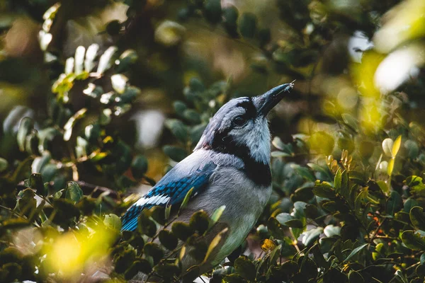 Selektywne Ujęcie Niebieskiego Ptaszka Sójki Siedzącego Zielonych Roślinach — Zdjęcie stockowe