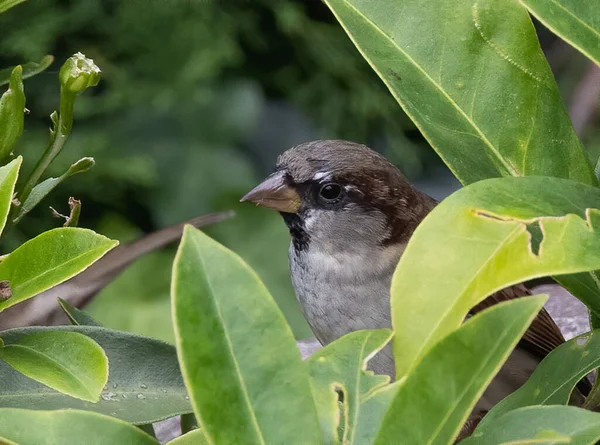 Nahaufnahme Eines Spatzenvogels Einem Baum — Stockfoto