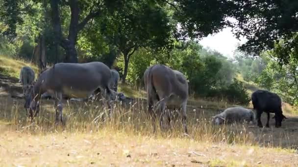 Herd Elephants Savannah Kenya — Stock Video