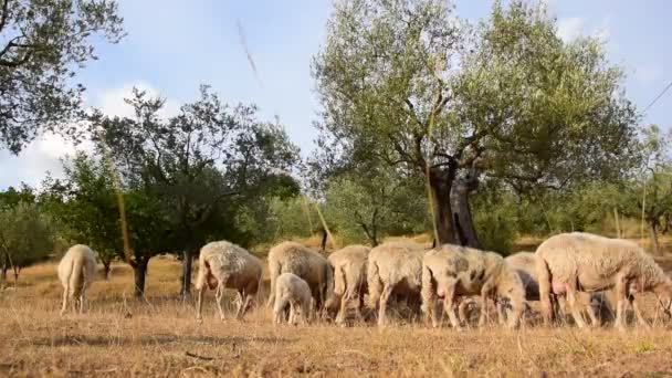 Kırsaldaki Kuru Ağaçların Arasında Beyaz Koyun Sürüsü — Stok video