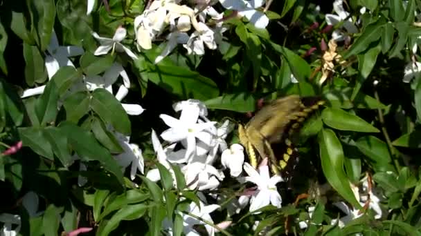 Nahaufnahme Von Schmetterling Auf Blumen — Stockvideo