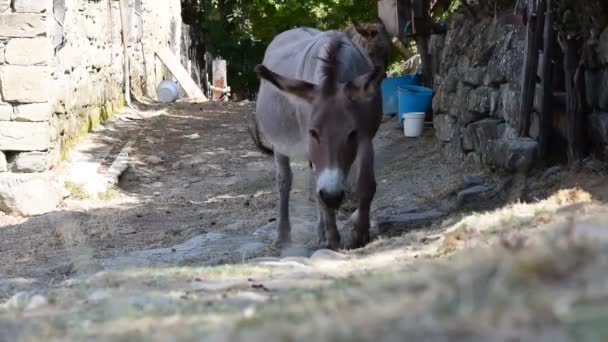 Plan Rapproché Une Jeune Femme Dans Zoo — Video