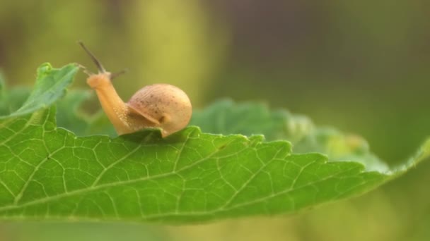 Close Snail Green Leaf — Stock Video