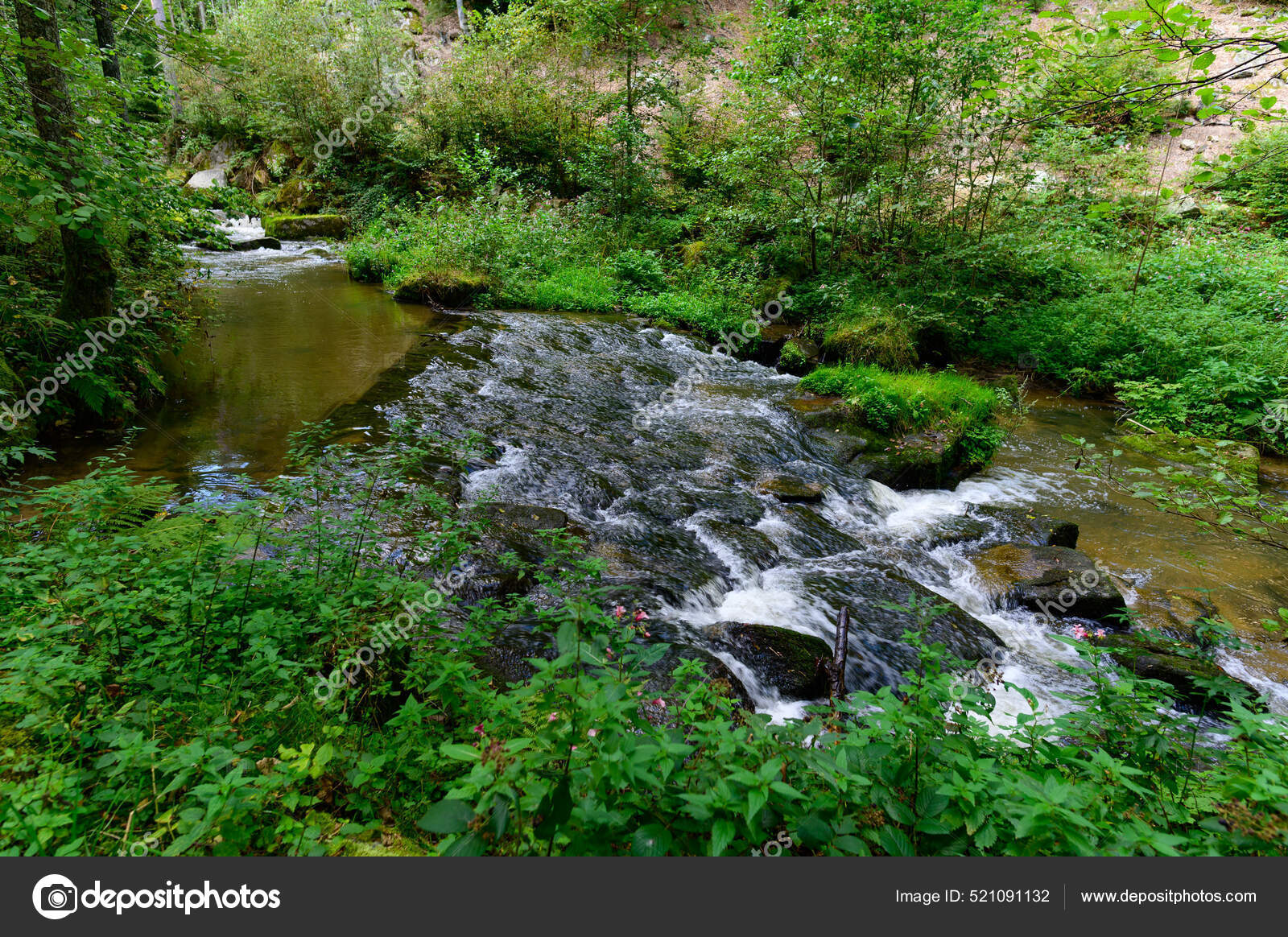 Linda imagem de um pequeno riacho em uma floresta verde exuberante banco de  imagens