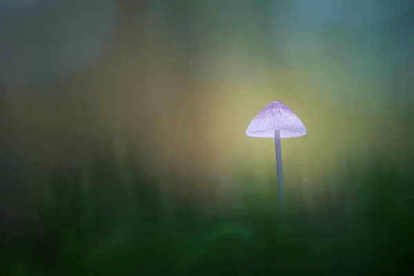 Parlak Bir Mantarın Bulanık Bir Arka Plana Karşı Makro Görüntüsü — Stok fotoğraf