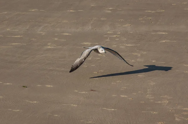 Une Mouette Brune Survolant Sable Sur Rivage Marin — Photo