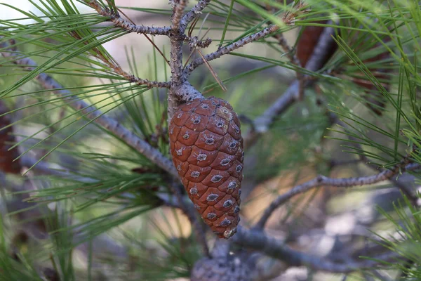 Gros Plan Cônes Résineux Sur Les Branches Pin Croatie — Photo