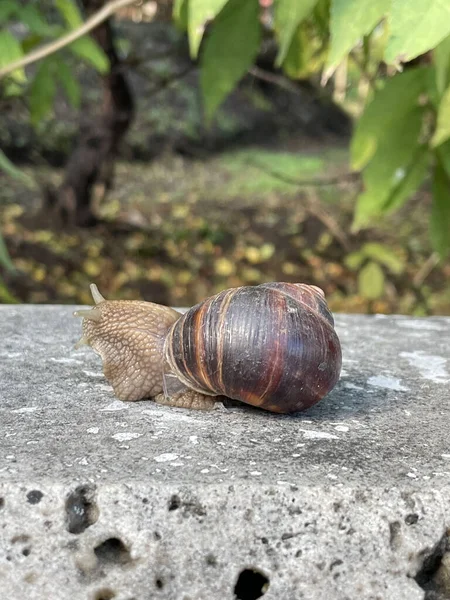 Closeup Burgundy Snail Crawling Rock — Stock Photo, Image