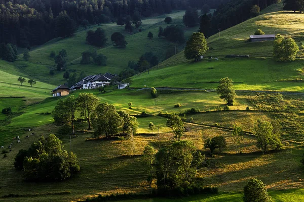 Een Luchtfoto Van Een Magisch Groen Bos Met Huizen Duitsland — Stockfoto