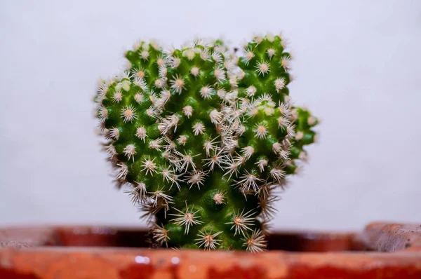 Pequeña Decoración Cactus Para Hogar Con Espigas Blancas Maceta Arcilla —  Fotos de Stock