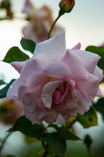 在一个背景模糊的花园里 一朵粉色的玫瑰被雨滴覆盖着 — 图库照片