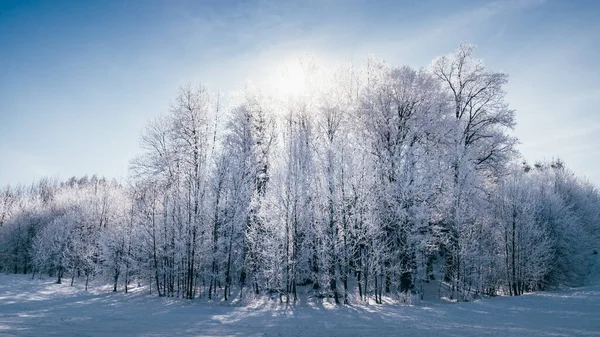 Tall Snow Capped White Forest Trees Blue Cloudless Sky Winter — Stock Photo, Image