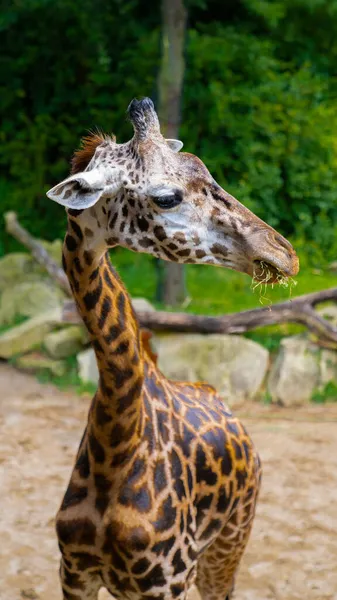 Gros Plan Une Girafe Dans Zoo — Photo