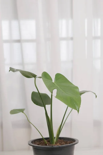 Monstera Pflanze Topf Mit Hellgrünen Blättern Auf Dem Tisch Wohnzimmer — Stockfoto