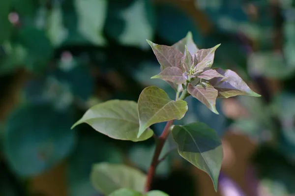 Een Close Van Een Prachtige Bladeren Groeien Een Tuin Een — Stockfoto