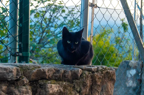 Czarny Domowy Kot Ulicy Wsi — Zdjęcie stockowe