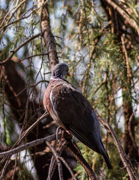 Vertical Shot Laurel Pigeon Perched Branch — Stock Photo, Image