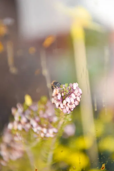 Close Bee Perched Flower Seen Glass Background Vegetation Out Focus — Stock Photo, Image