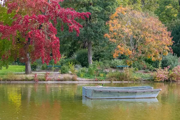 Ganso Canadá Pássaros Nadando Lago Vincennes Com Reflexo Das Árvores — Fotografia de Stock