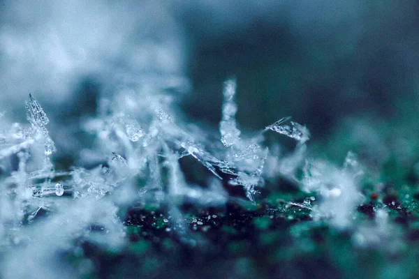 Closeup Plants Grass Covered Winter Frost — Stock Photo, Image