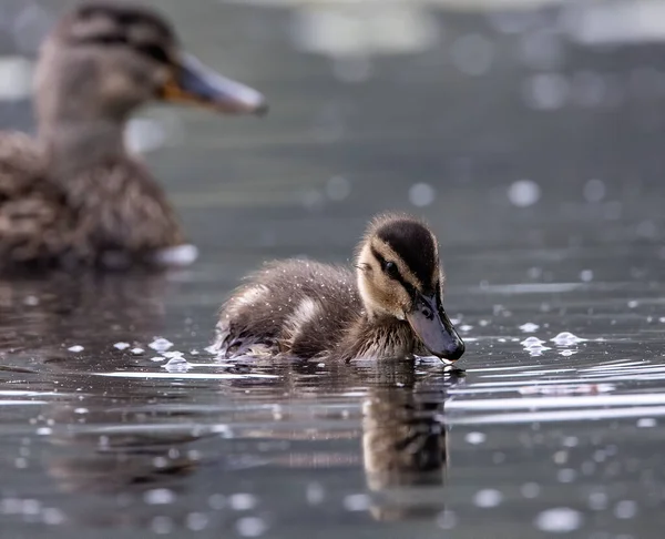 Primer Plano Pato Bebé Nadando Estanque — Foto de Stock