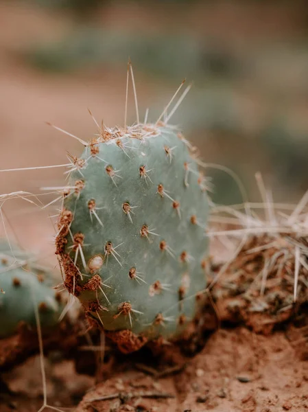 Disparo Vertical Cactus Creciendo Suelo —  Fotos de Stock