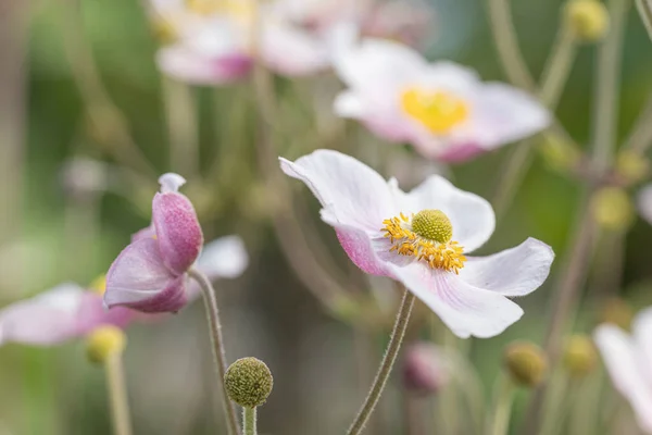 Close White Pink Japanese Anemone Blossoms Anemone Hupehensis Blurry Background — Stock Photo, Image