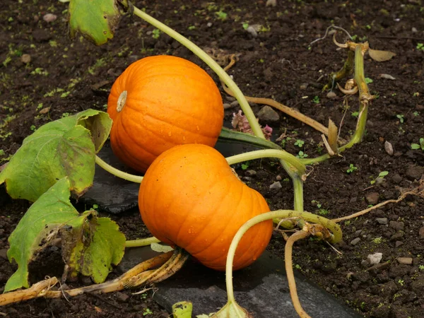 Gros Plan Courges Potirons Poussant Dans Jardin — Photo