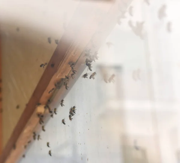 Grupo Abejas Revoloteando Posadas Sobre Vidrio Una Exhibición Apicultura Dentro —  Fotos de Stock