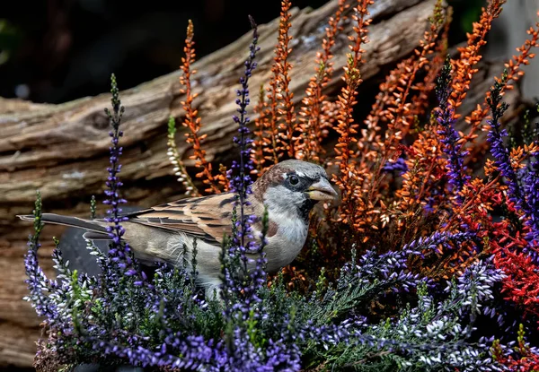 Tiro Perto Pássaro Pardal Escondido Flores Silvestres — Fotografia de Stock