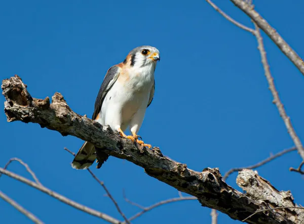 American Kestrel Falco Sparverius Perched Branch Blue Clear Sky — Stock Photo, Image