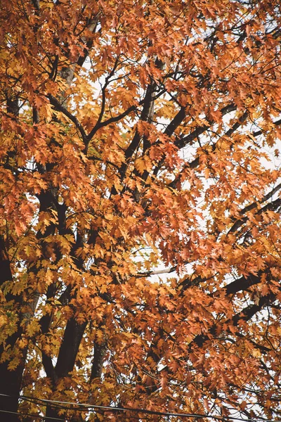 Eine Wunderschöne Herbstlandschaft Mit Bunten Herbstblättern — Stockfoto