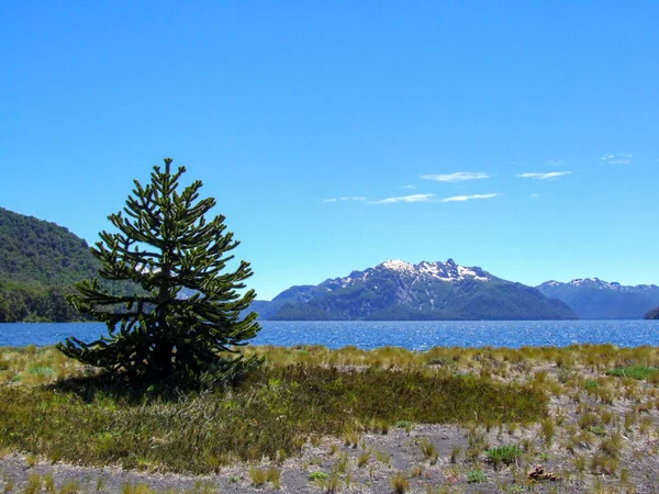 Eine Wunderschöne Kiefer Lago Tromen Patagonien Argentinien — Stockfoto