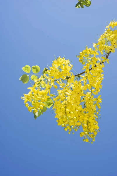 Een Aftakking Met Gele Slinger Bloemen Van Laburnum Ketting Van — Stockfoto