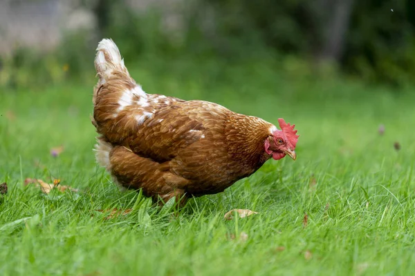 一只棕色的母鸡在田野里用新鲜的青草做的特写 — 图库照片