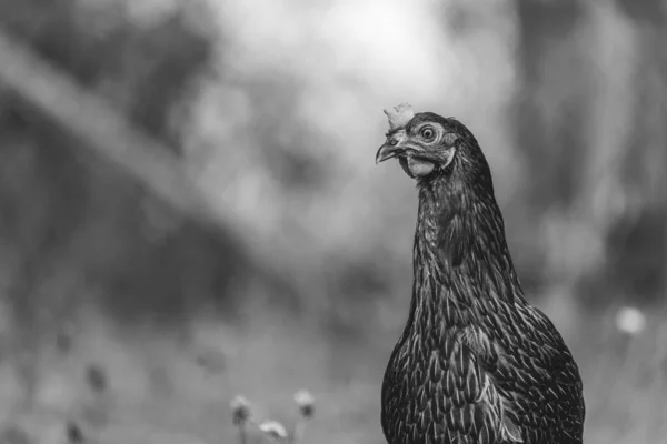 一只母鸡凝视着相机的灰度特写照片 — 图库照片