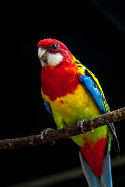 Tiro Vertical Papagaio Rosella Oriental Empoleirado Ramo — Fotografia de Stock