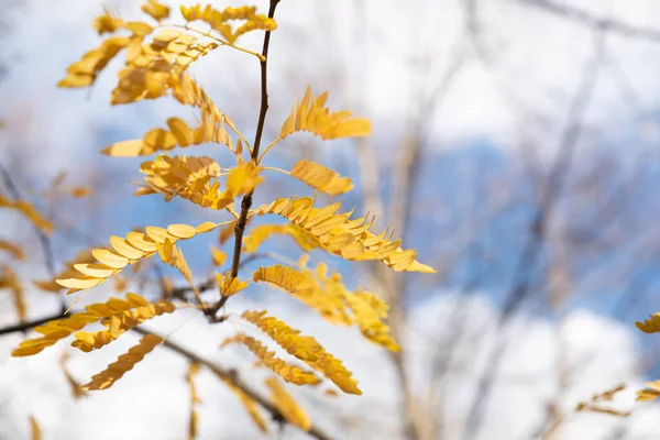 Zima Větví Žlutými Listy Pozdního Podzimu — Stock fotografie
