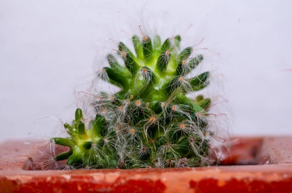 Petite Décoration Cactus Pour Maison Avec Poils Blancs Pot Fleurs — Photo