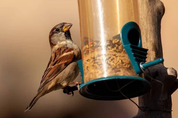 Stadtvogel Haussperling Passer Domesticus Beim Fressen Einem Vogelfutterhäuschen Auf Einem — Stockfoto