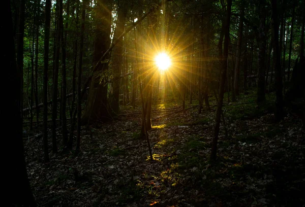 Солнечный Свет Сквозь Деревья Лесу — стоковое фото