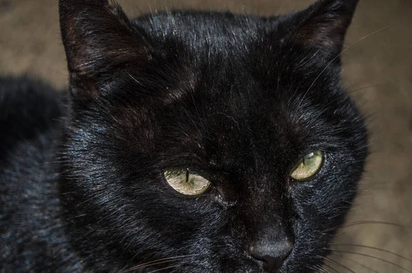 一只黑色可爱的猫脸的特写 — 图库照片