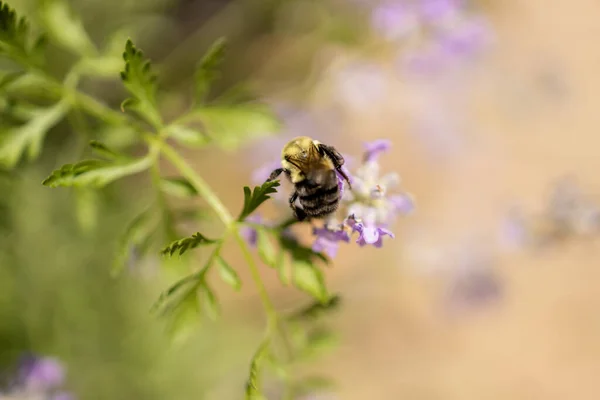 蜜蜂采集花粉的宏观 — 图库照片