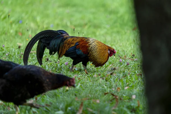 Closeup Black Hen Colorful Rooster Field Fresh Green Grass — Stock Photo, Image